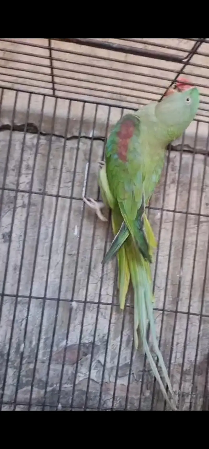 Good birds — photo 2