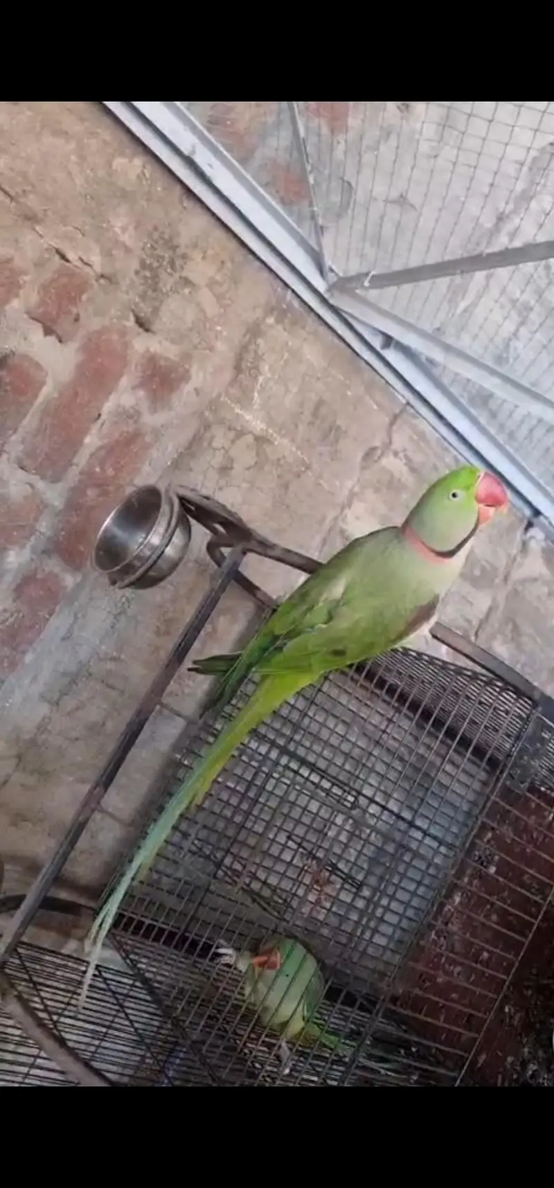 Good birds — photo 3