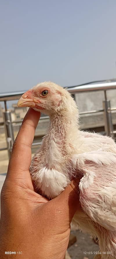 Shamo Chicks