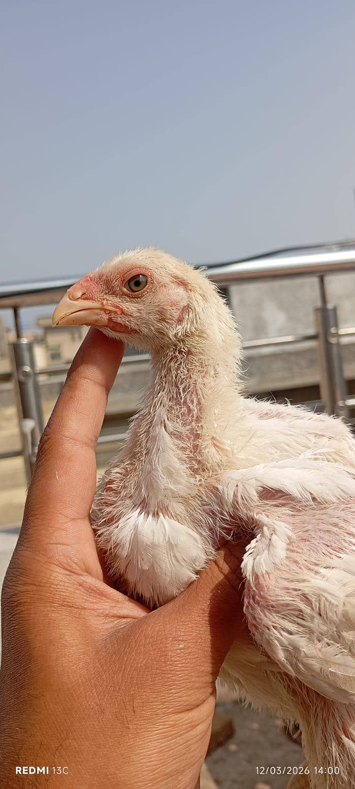 Shamo Chicks 0