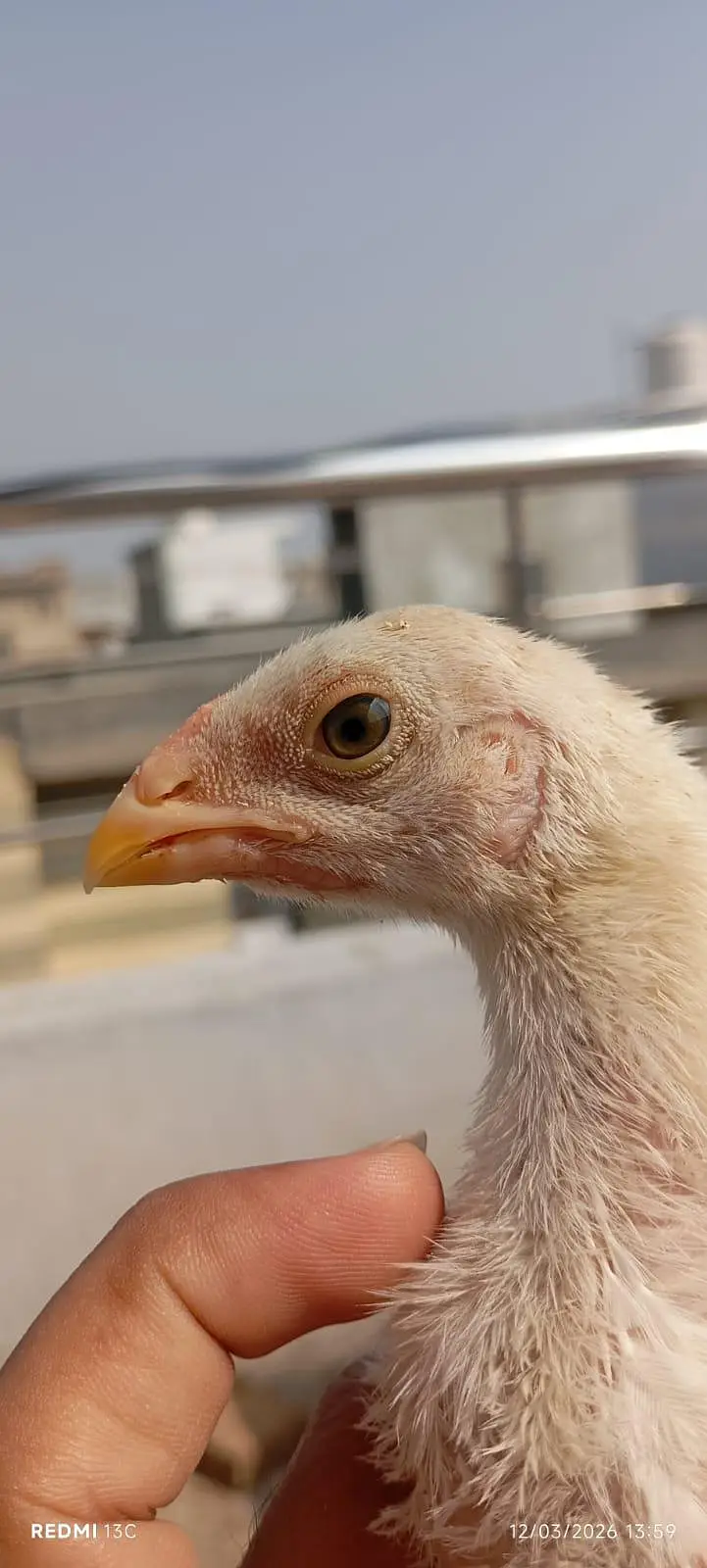 Shamo Chicks — photo 2
