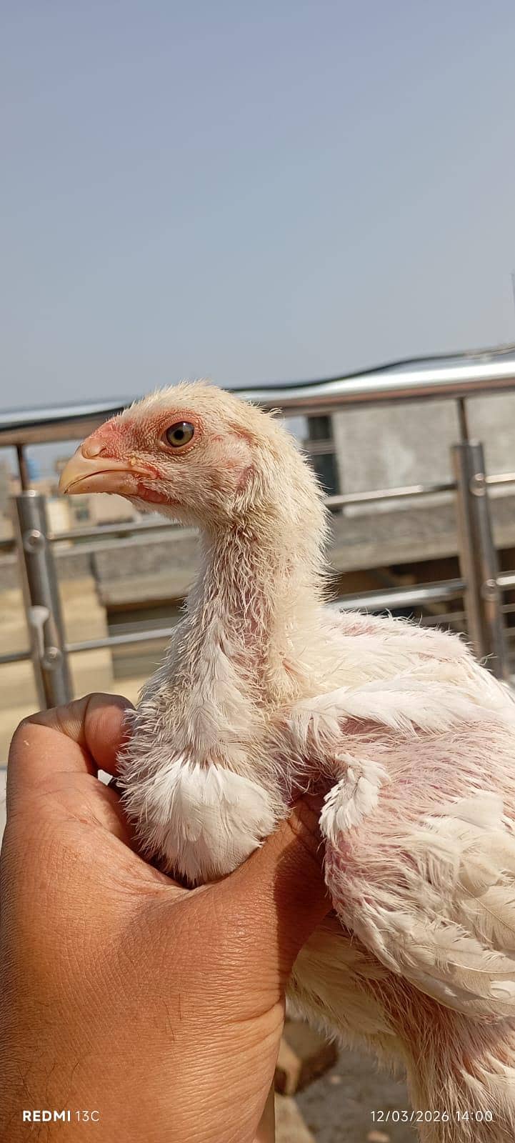 Shamo Chicks 2
