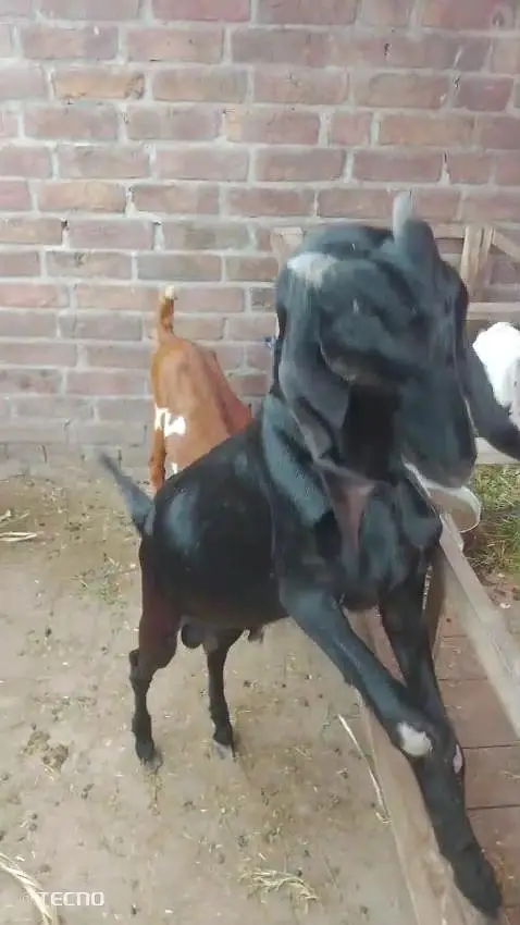 beautiful goat