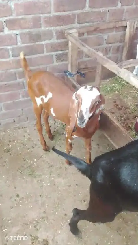 beautiful goat — photo 2