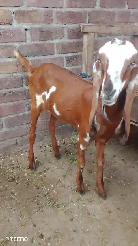beautiful goat — photo 3