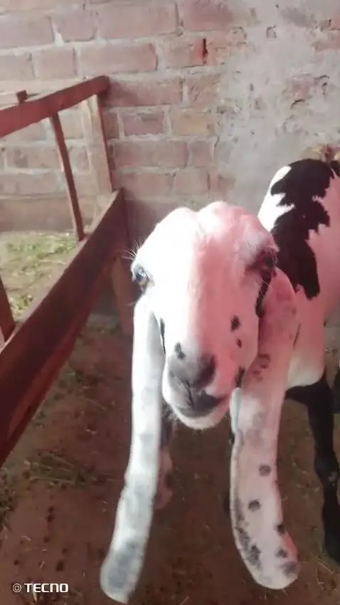beautiful goat — photo 4