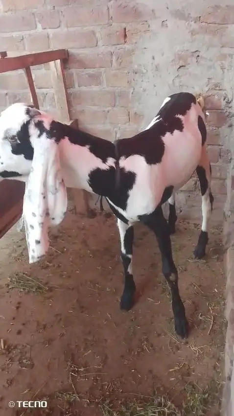 beautiful goat — photo 6