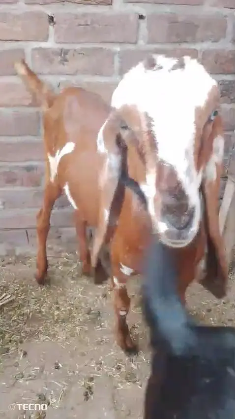 beautiful goat — photo 7
