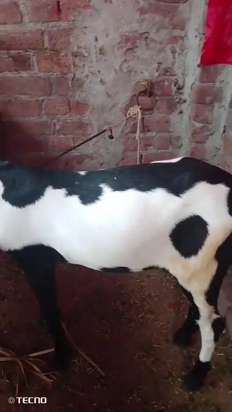 beautiful goat — photo 8