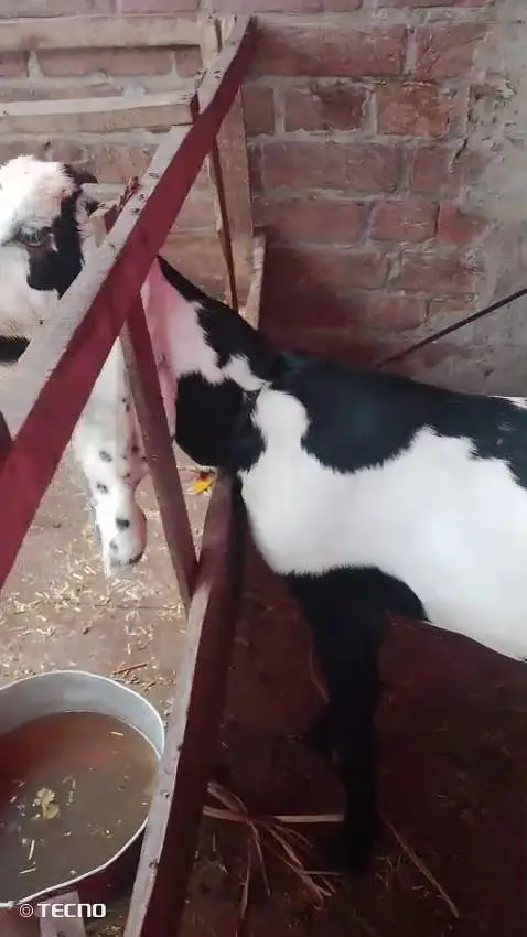 beautiful goat — photo 9