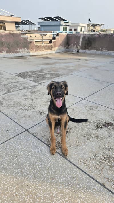 German shepherd male puppy