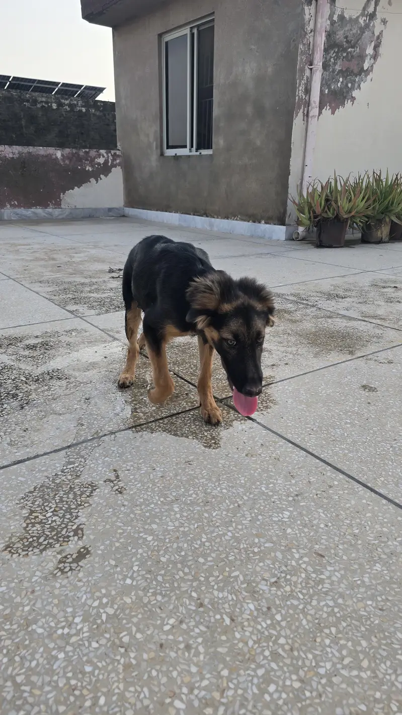 German shepherd male puppy — photo 2