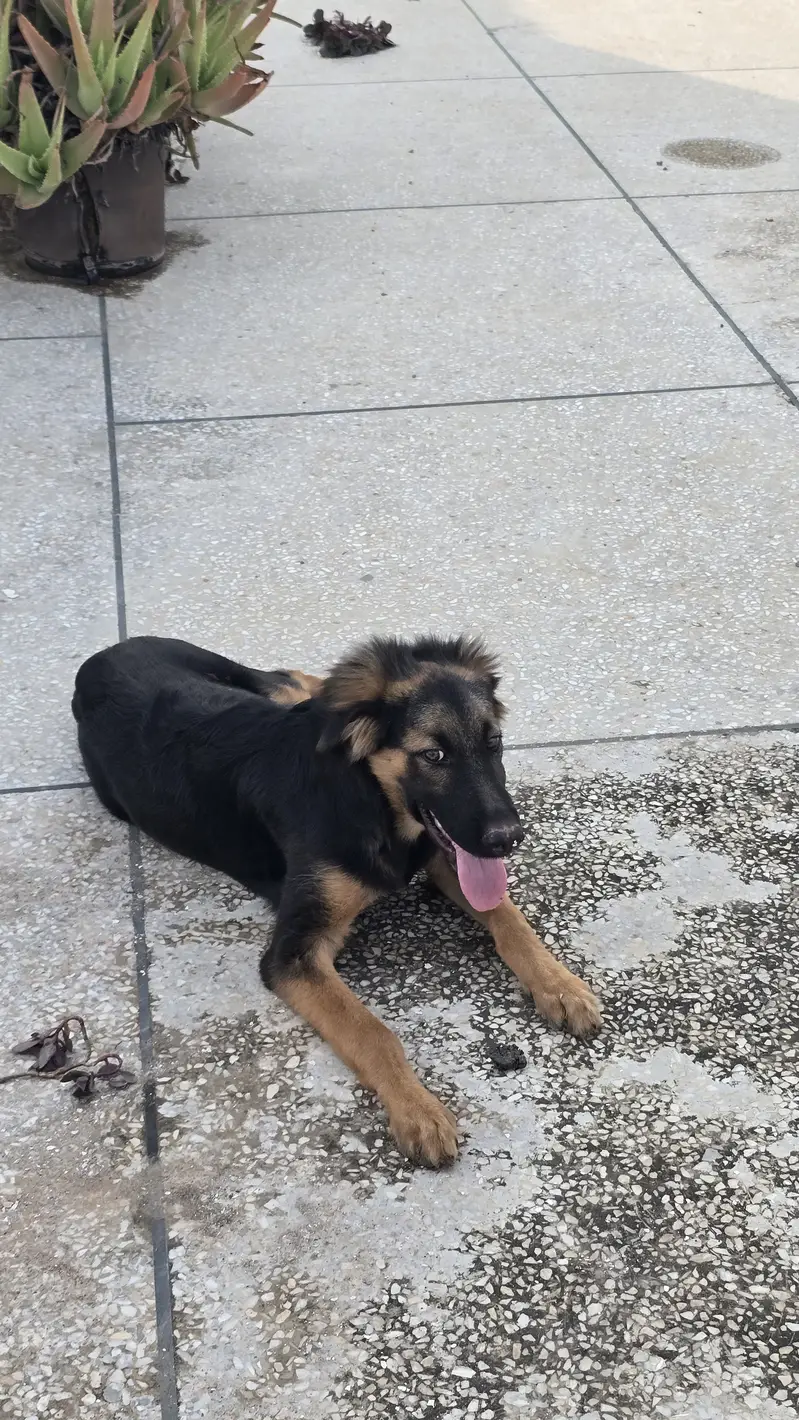 German shepherd male puppy — photo 3