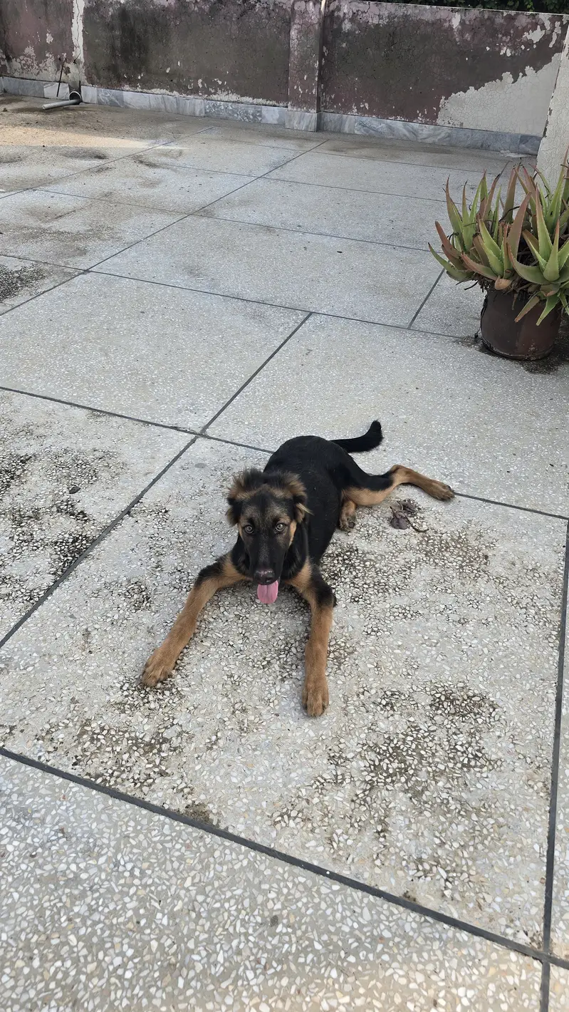 German shepherd male puppy — photo 4