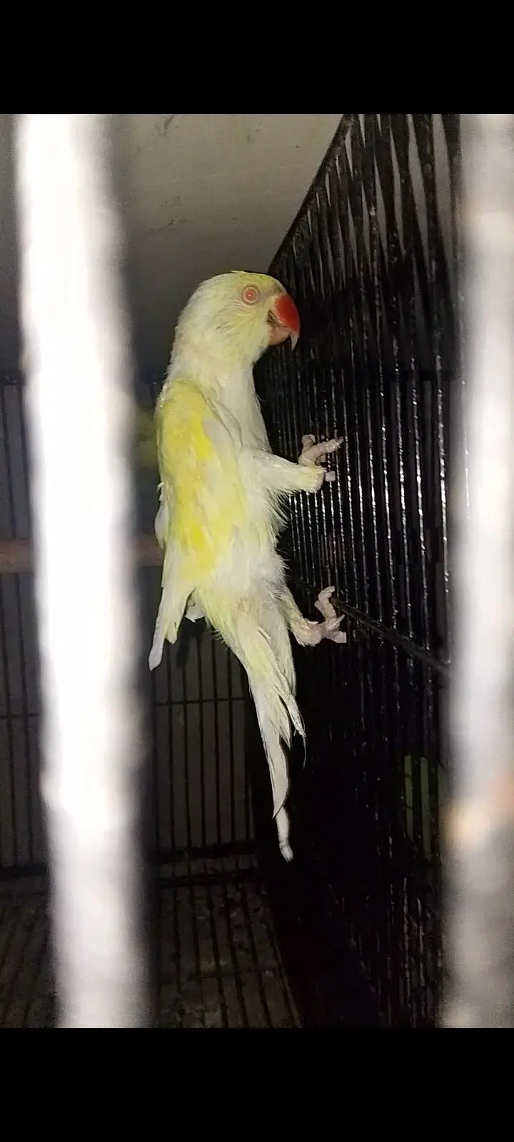 cremeno breader male 03074878531 — photo 2