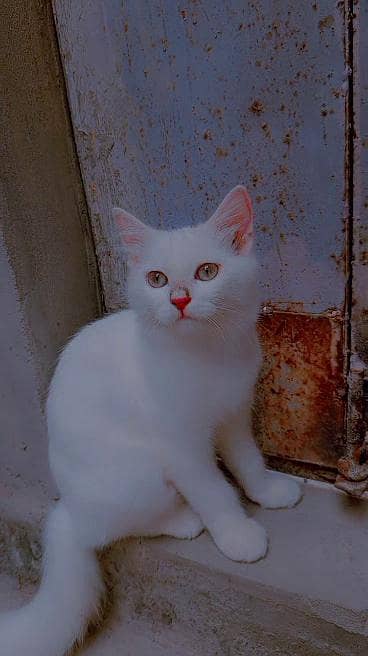 Persian cats for sale health & active