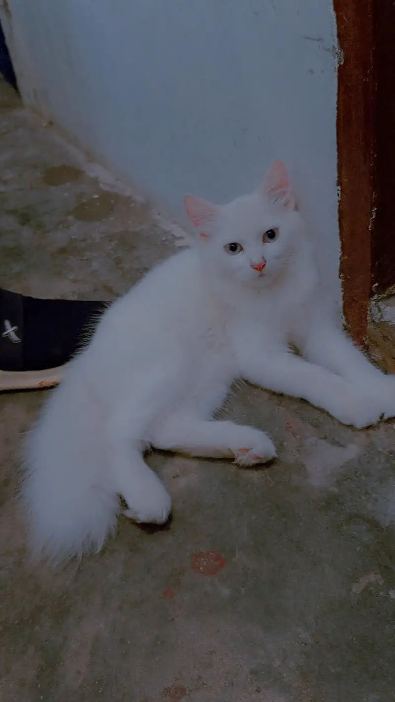 Persian cats for sale health & active — photo 2