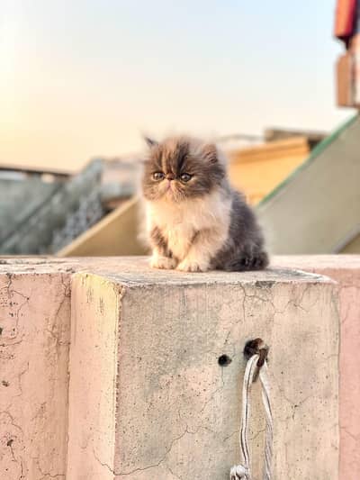 Persian Cat Triple Coated Piki Face