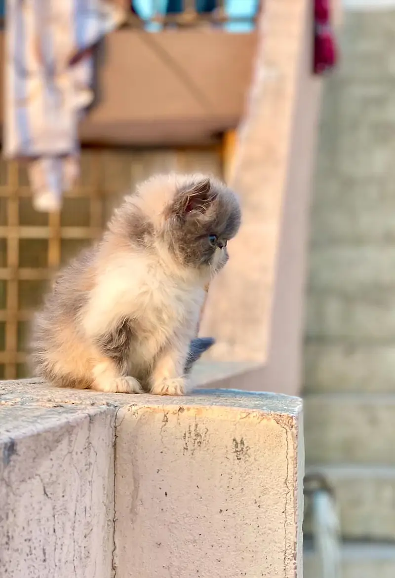 Persian Cat Triple Coated Piki Face — photo 2