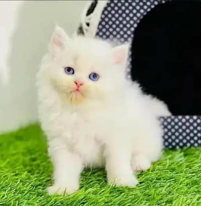 Persian Female kitten for sale 03703660//434