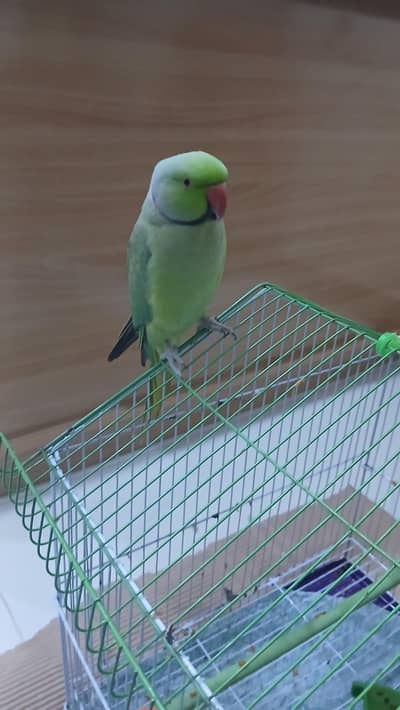 Talking Parrot