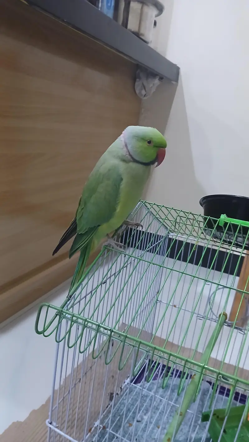Talking Parrot — photo 2