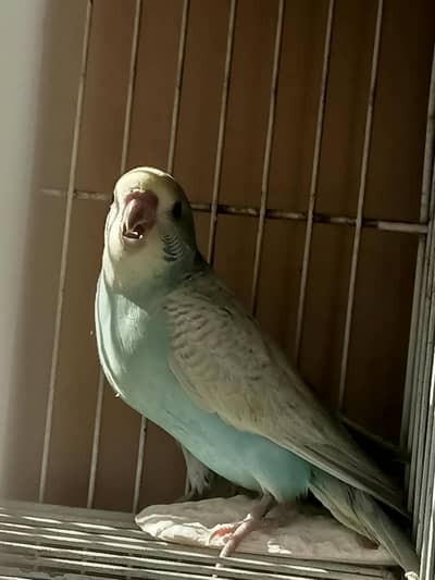 Australian parrots