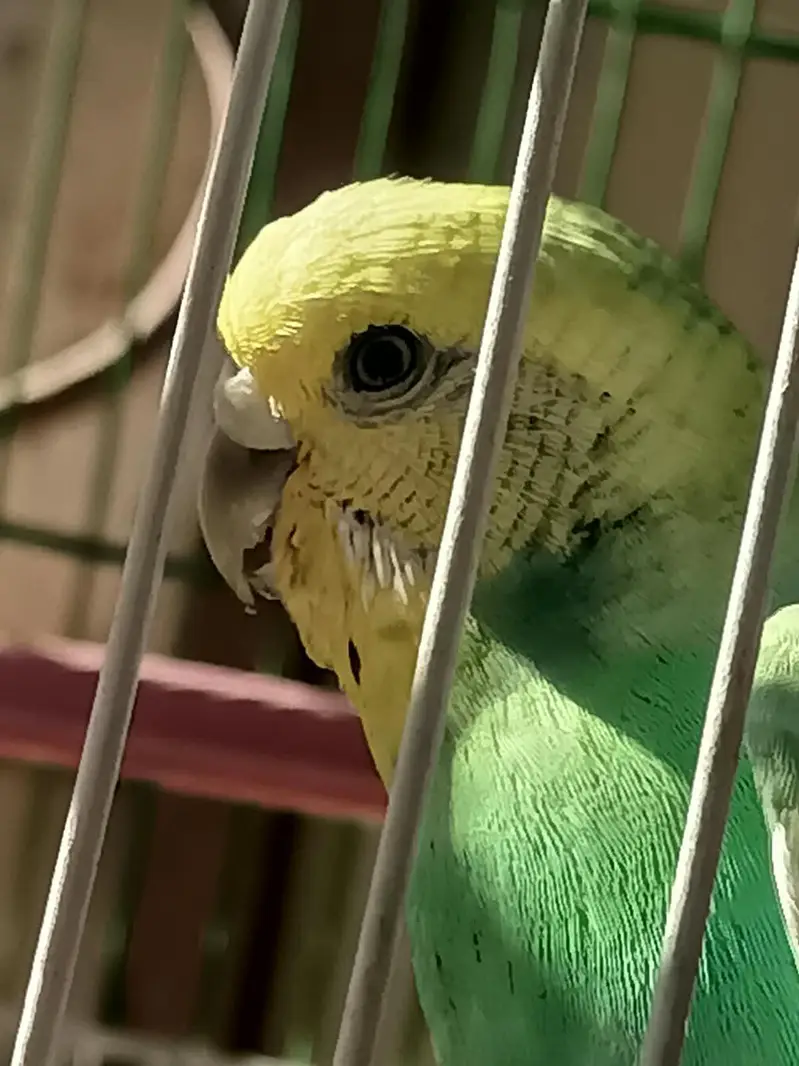 Australian parrots — photo 2