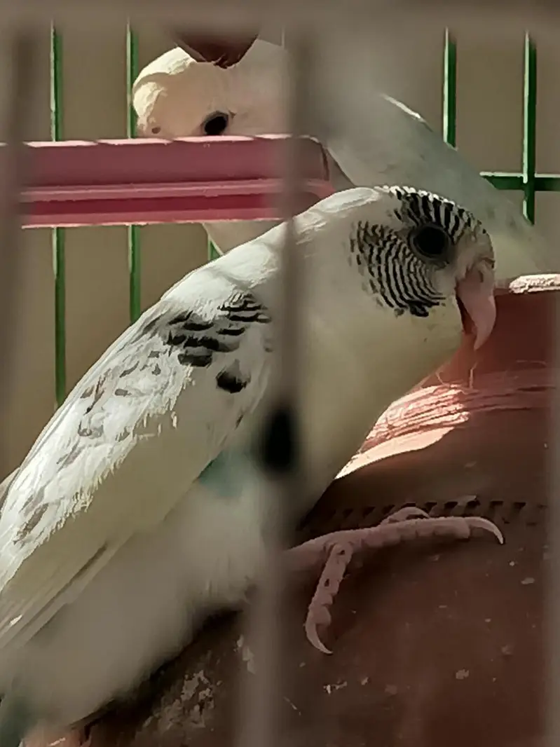 Australian parrots — photo 3
