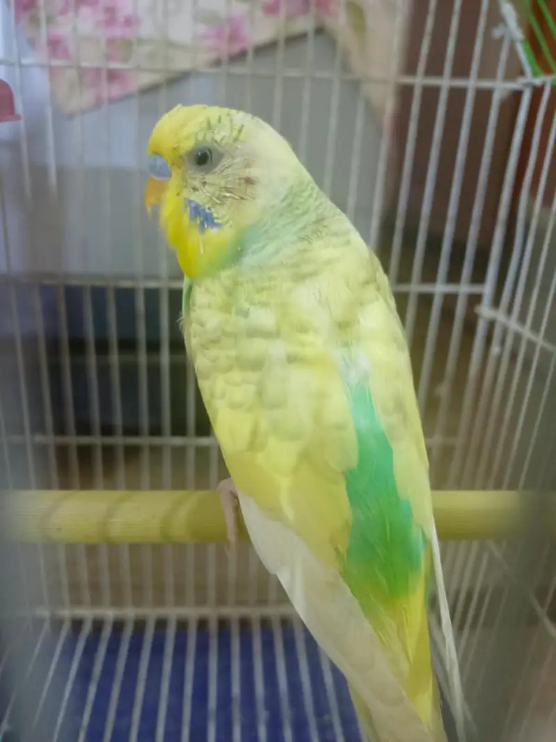 Australian parrots — photo 4