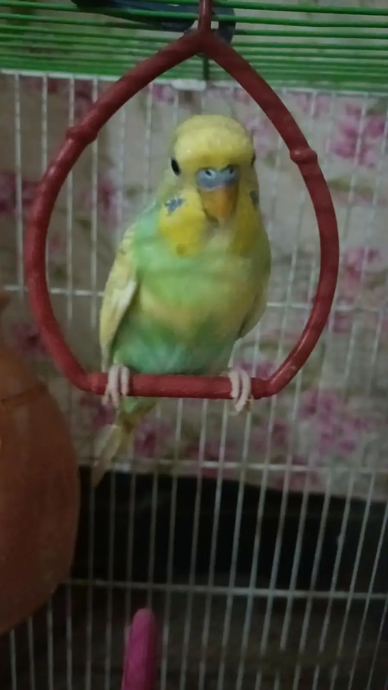 Australian parrots — photo 5