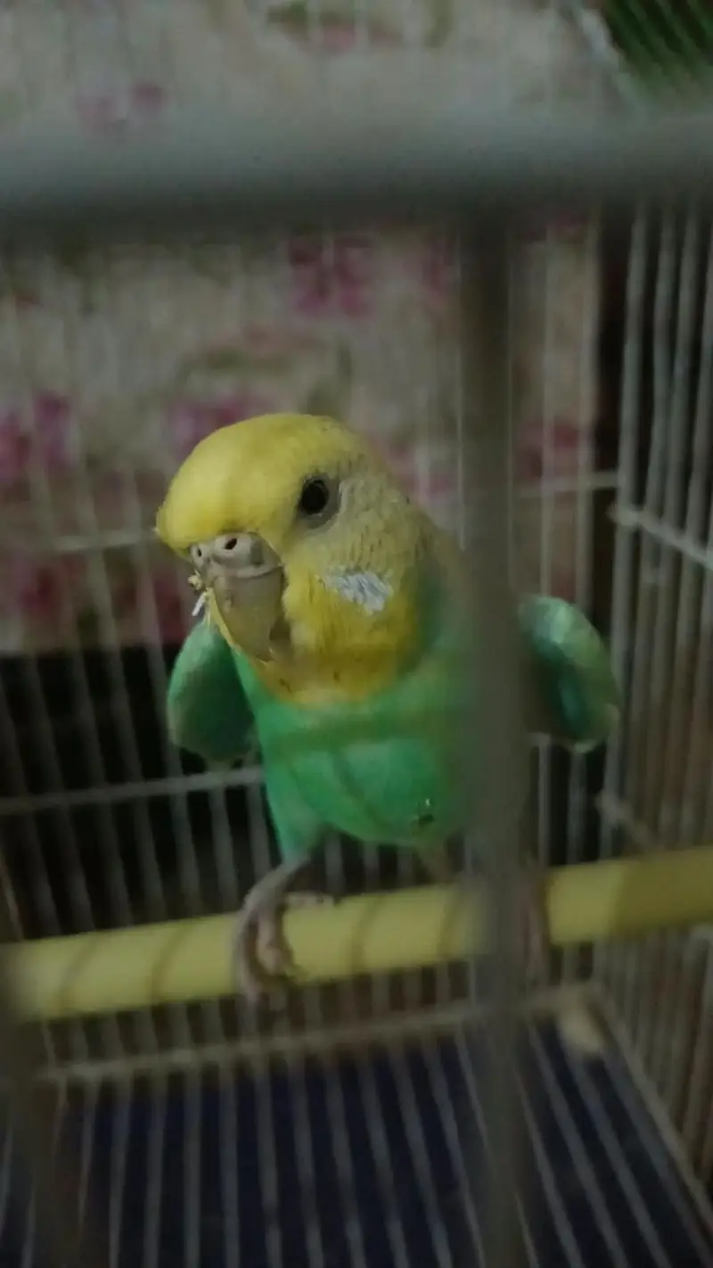 Australian parrots — photo 6