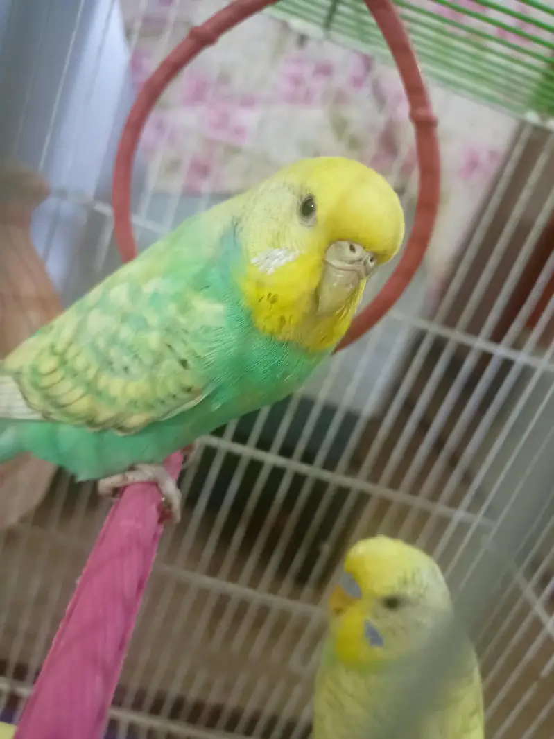 Australian parrots — photo 7