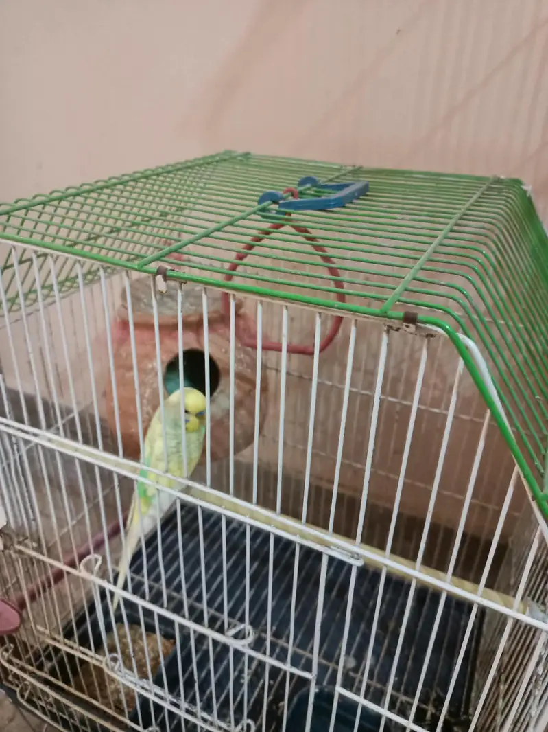 Australian parrots — photo 10
