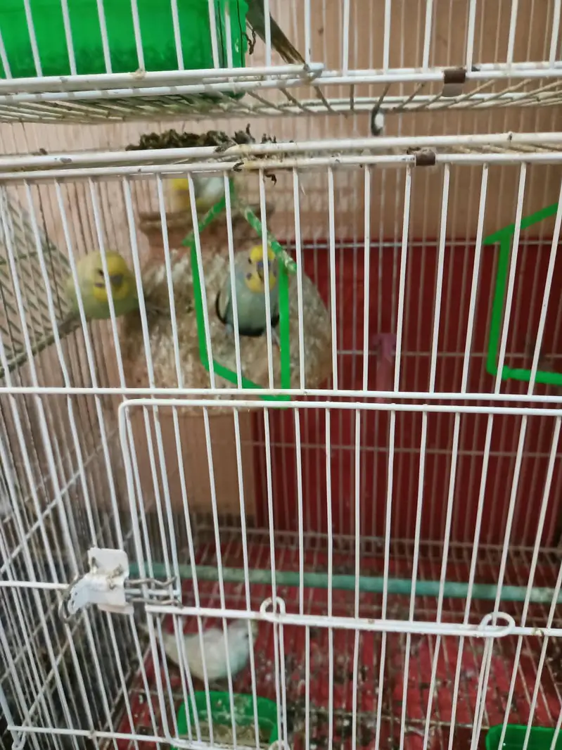 Australian parrots — photo 11