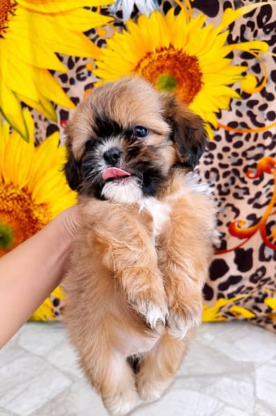 shih tzu puppy female