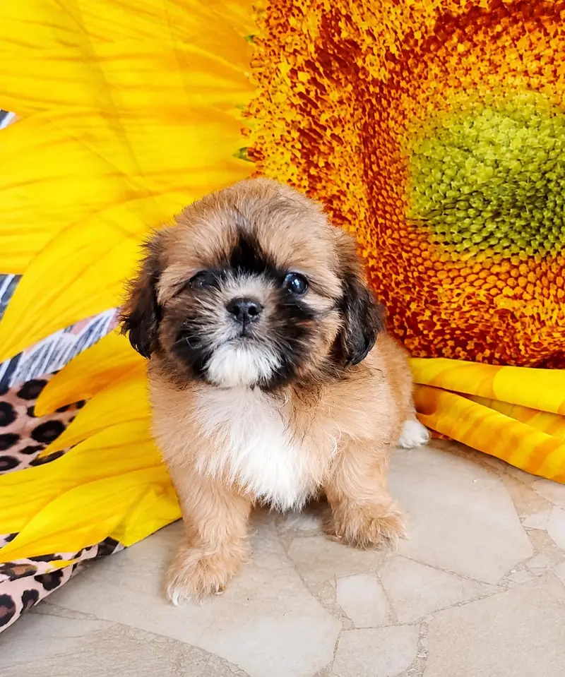 shih tzu puppy female — photo 2