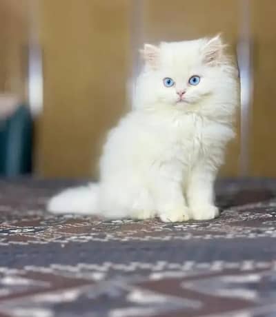 Persian Female kitten for sale 03703660//434