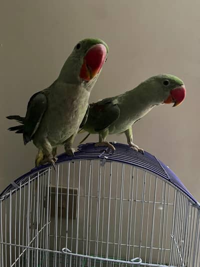 parrot