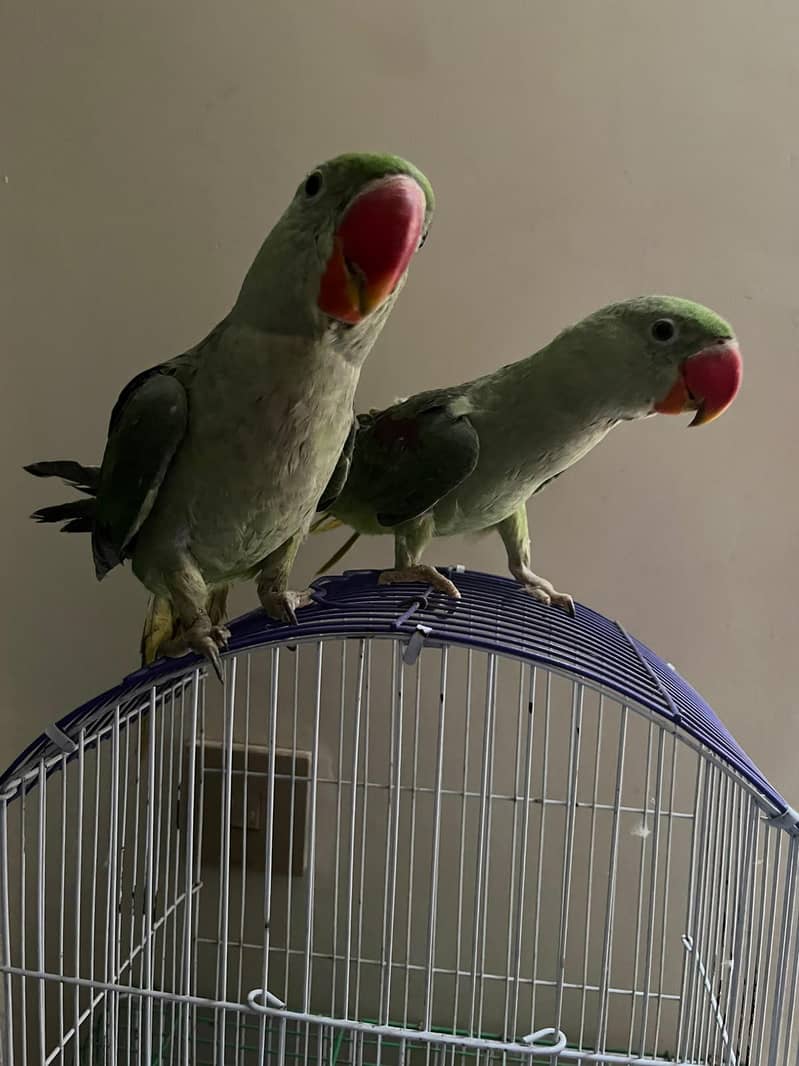 parrot 0