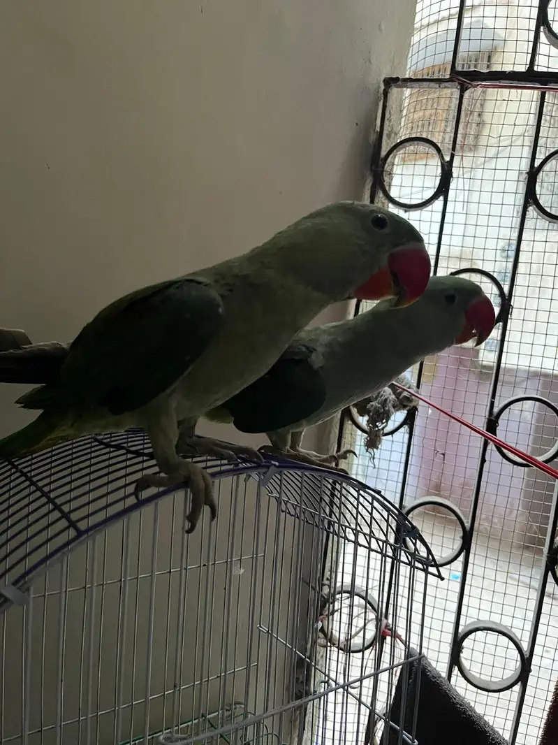 parrot — photo 2