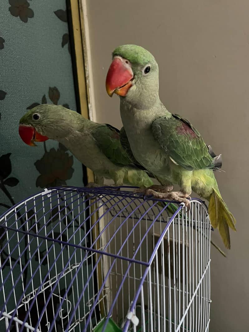 parrot 2