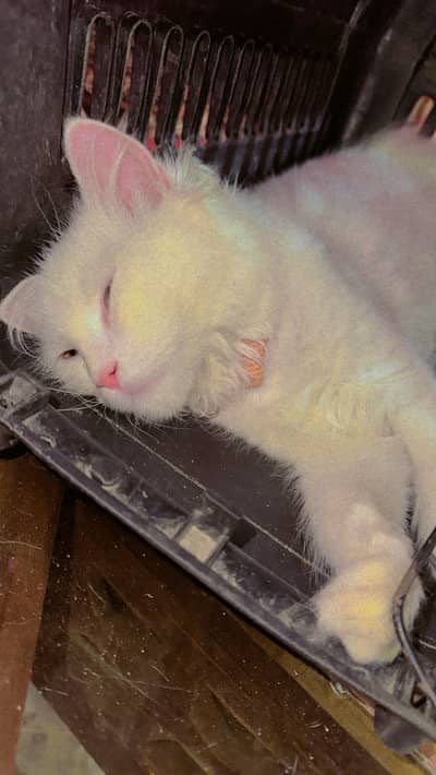 Beautiful Pure White Male Kitten For Sale