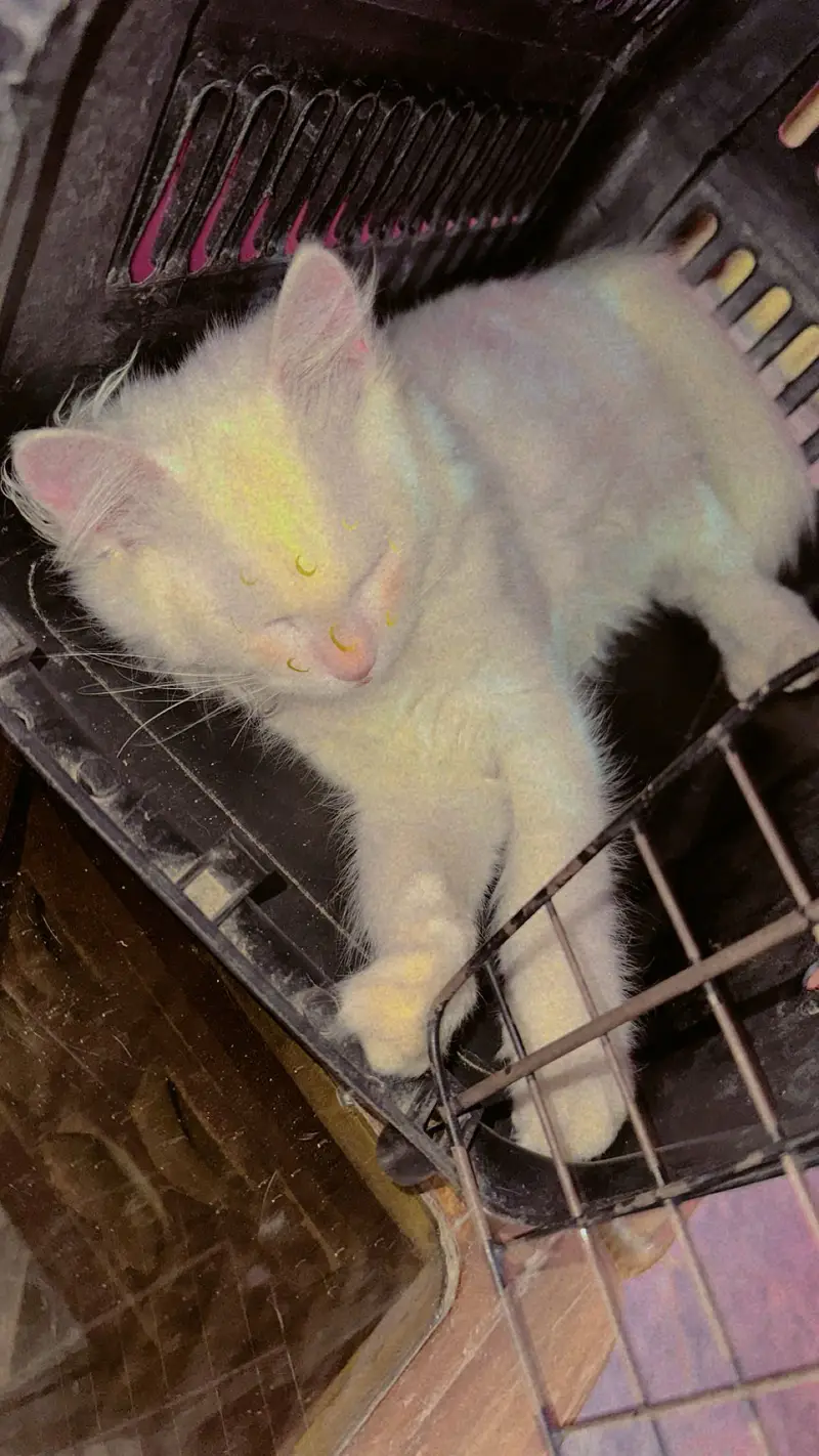 Beautiful Pure White Male Kitten For Sale — photo 2