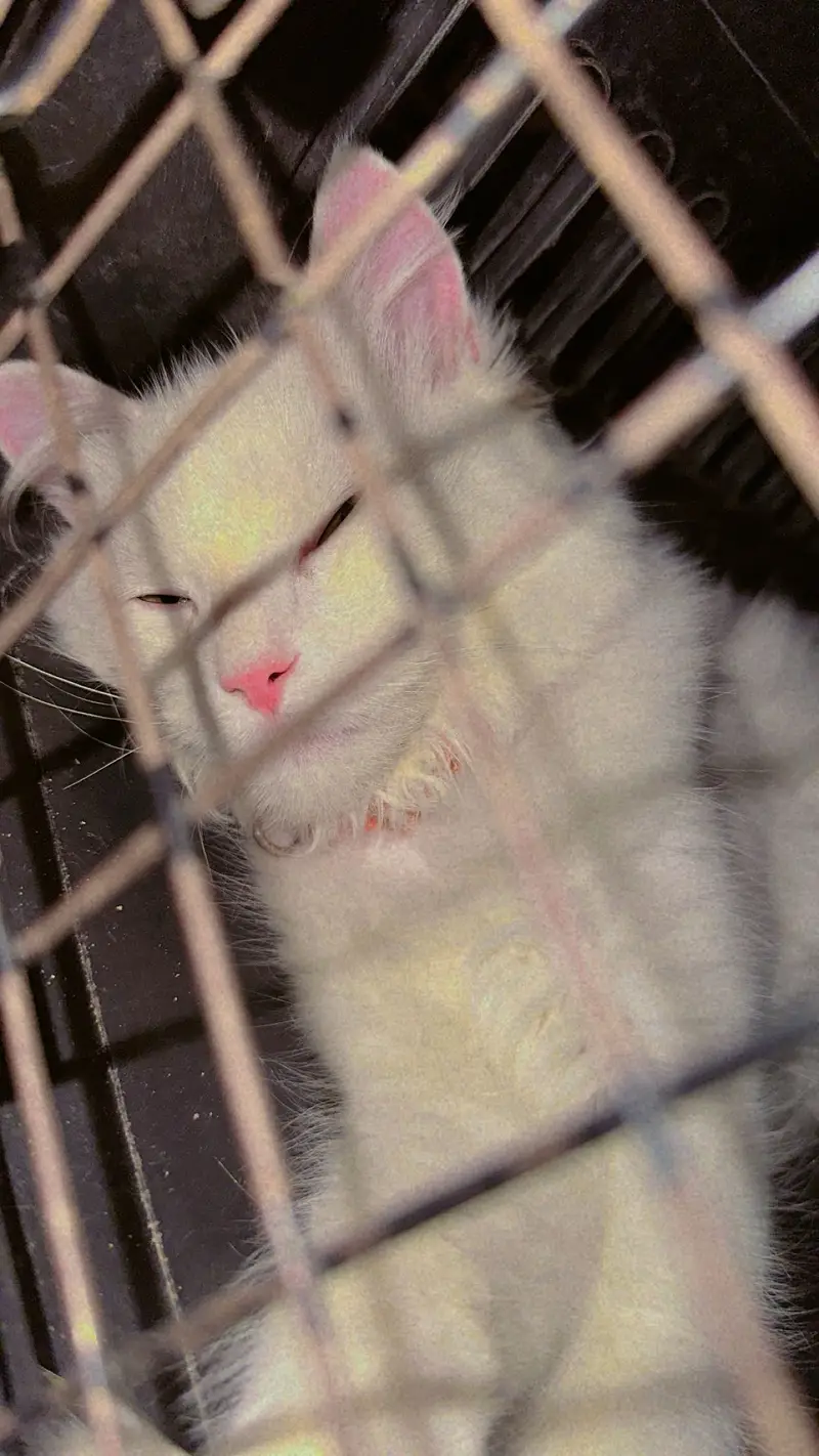 Beautiful Pure White Male Kitten For Sale — photo 3