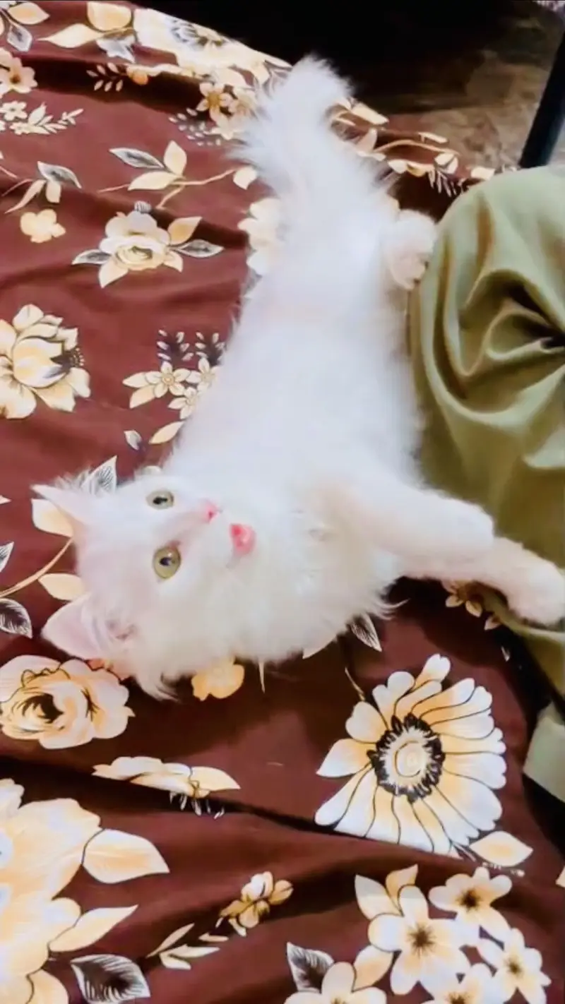 Beautiful Pure White Male Kitten For Sale — photo 4