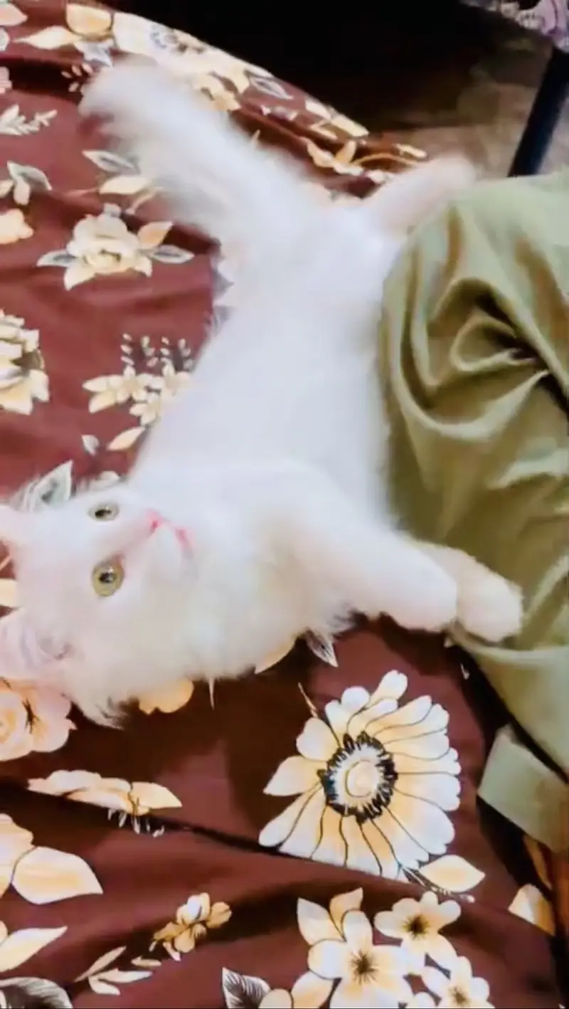 Beautiful Pure White Male Kitten For Sale — photo 5