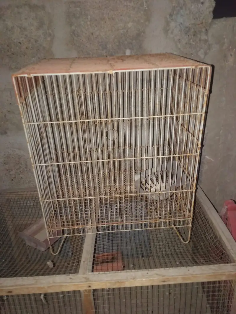 3 cages no demage just buy and clean & use — photo 6