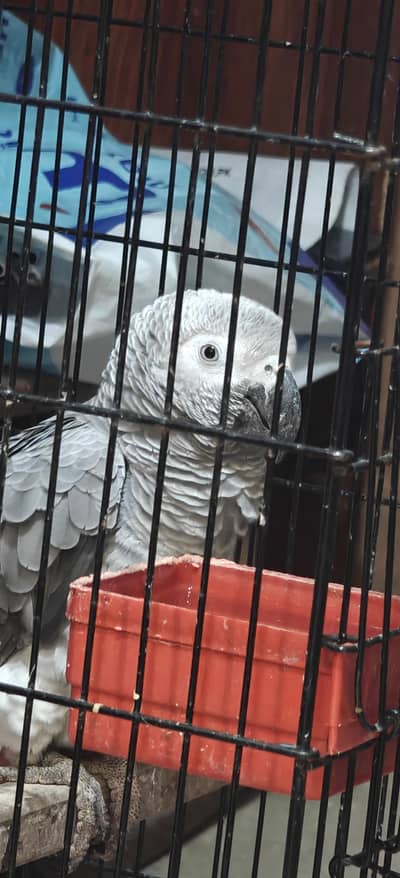 African Gray Tammed Talking Parrot