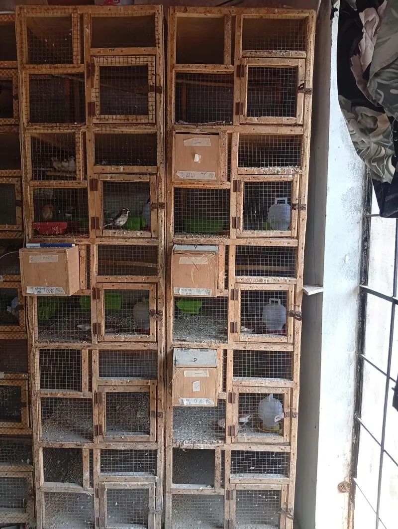 wooden cages — photo 2